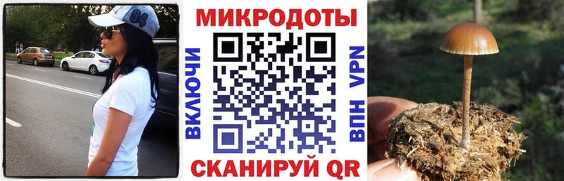 Галлюциногенные грибы Psilocybe Бийск